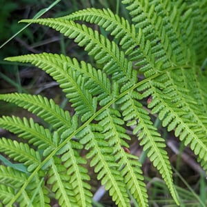This is the Avatar Image for the Fern AI Voice and Text to Speech Generator